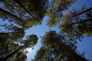 States Prints: Trees at Tuolumne Sequoia Grove, near Crane Flat, Yosemite National Park, California, USA