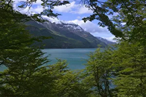Images Dated 24th April 2009: Trees with turquoise water and snow mountain, Lago Condor, National Park Los Glaciares