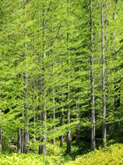 Trees in a wooded area