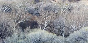 Trees in the woods surrounding Sedona, Arizona