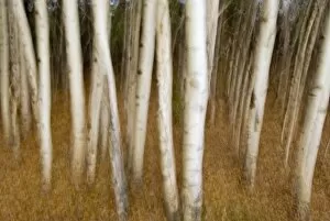Images Dated 17th May 2007: Trembling aspen, Populus tremuloides, Yukon