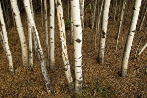 Images Dated 17th May 2007: Trembling aspen, Populus tremuloides, Yukon