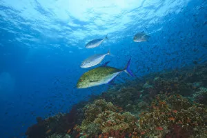 Images Dated 19th November 2005: Trevaly Jacks patrolling a colorful reef top near Beqa Island off Southern Viti Levu
