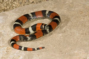 Images Dated 12th November 2007: Tri Color Hognose Snake Lystrophis semicinctus Native to Argentina