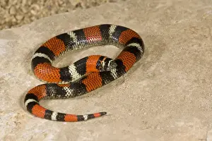Vertebrate Prints: Tri Color Hognose Snake Lystrophis semicinctus Native to Argentina