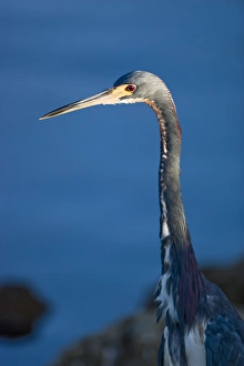 A tri-colored heron on the edge of a mangrove slough at J. N. Ding Darling