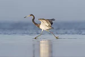 Texas Prints: Tri-colored Heron (Egretta tricolor) feeding in saline wetland