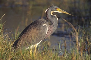 Merritt Island Prints: Tricolored Heron (Egretta tricolor), Merritt Island National Wildlife Refuge, Florida