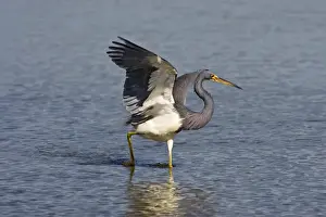 Tricolored Heron (Egretta tricolor) adult chasing small fish in the Laguna Madre