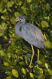 Red Mangrove Prints: Tricolored Heron in red mangrove, J