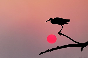 Wading Bird Prints: Tricolored heron silhouetted at sunset, Circle Bar B Ranch, Florida