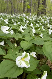 Wood Land Prints: Trillium flowering plants growing wild in a woodlot in Michigan, USA