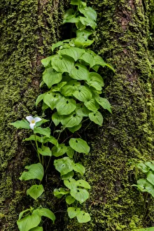 Images Dated 20th April 2017: Trillium and Lady of the Valley grow on douglas fir tree in Olympic National Park