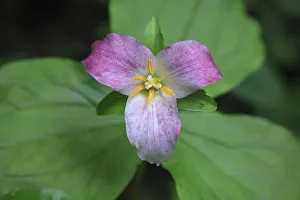 Inflorescence Prints: The trillium is a perennial flowering plant native to temperate regions of North America and Asia