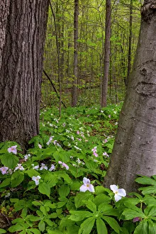 Old Growth Prints: Trillium wildflowers at Goll Woods Nature Preserve near Archbold, Ohio, USA