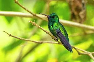 Trinidad. Blue-chinned sapphire hummingbird in Yerette refuge