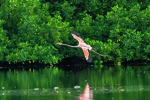 Images Dated 23rd January 2023: Trinidad, Caroni Swamp. American flamingo in flight