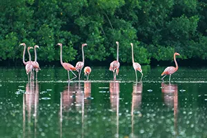 Images Dated 23rd January 2023: Trinidad, Caroni Swamp. American flamingos feeding