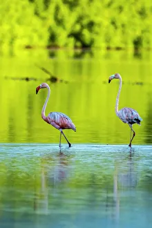 Images Dated 28th December 2022: Trinidad, Caroni Swamp. American flamingos in swamp