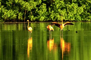 Images Dated 23rd January 2023: Trinidad, Caroni Swamp. American flamingos in swamp