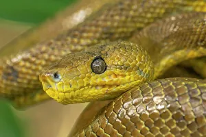 Tobago Prints: Trinidad, Caroni Swamp. Cook's tree boa close-up