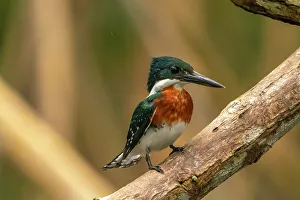 Images Dated 23rd January 2023: Trinidad, Caroni Swamp. Green kingfisher bird close-up