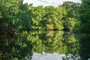 Trinidad, Caroni Swamp. Landscape with swamp and mangrove trees