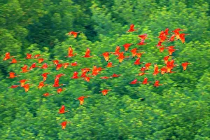 Tobago Prints: Trinidad, Caroni Swamp. Scarlet ibis birds in flight