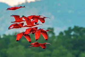 Images Dated 23rd January 2023: Trinidad, Caroni Swamp. Scarlet ibis birds in flight