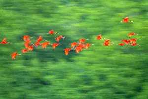 Images Dated 28th December 2022: Trinidad, Caroni Swamp. Scarlet ibis birds in flight
