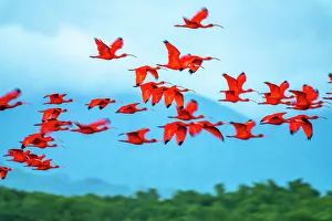 Images Dated 28th December 2022: Trinidad, Caroni Swamp. Scarlet ibis birds in flight