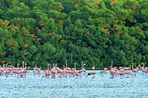 Tobago Prints: Trinidad, Caroni Swamp. Scarlet ibis birds flying over American flamingos
