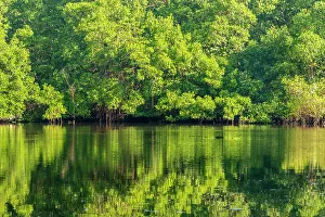 Trinidad, Caroni Swamp. Sunrise landscape of swamp and mangrove trees
