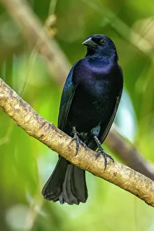 Tobago Prints: Trinidad. Close-up of shiny cowbird on limb