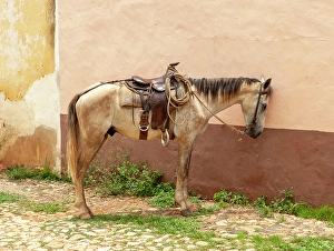 Rope Prints: Trinidad, Cuba. An old horse in the streets of Trinidad