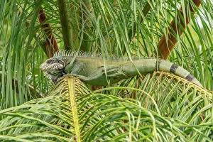 Images Dated 23rd January 2023: Trinidad. Green iguana in palm tree in Yerette refuge