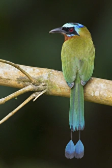 Caribbean Gallery: Trinidad Collection