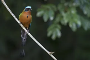 Images Dated 5th February 2017: Trinidad motmot (Blue-crowned motmot)