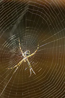 Trinidad. Orb weaver spider and web in Yerette