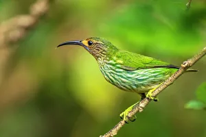 Images Dated 28th December 2022: Trinidad. Purple honeycreeper female in Yerette refuge