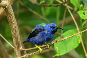 Trinidad. Purple honeycreeper male in Yerette refuge