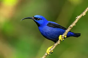 Trinidad. Purple honeycreeper male in Yerette refuge