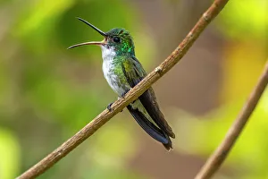 Images Dated 23rd January 2023: Trinidad. White-chested emerald hummingbird singing