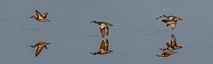 Images Dated 2025: A trio of blue-wing teal fly low across water, with their reflection