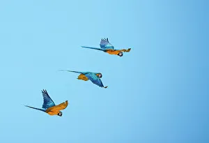 Images Dated 25th January 2023: Trio of blue and yellow macaws fly together in Lotus, California, USA
