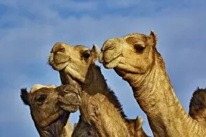 Trio of camels, camel market, Cairo, Egypt