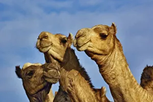 Images Dated 27th January 2006: Trio of camels, camel market, Cairo, Egypt