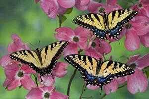 Images Dated 30th April 2005: Trio of Eastern Tiger Swallowtail on Pink Dogwood blooms, Papilio glaucus