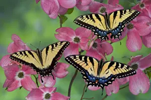 Trio Prints: Trio of Eastern Tiger Swallowtail on Pink Dogwood blooms, Papilio glaucus
