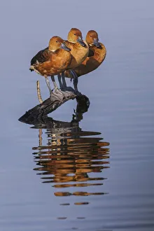 Trio Prints: Trio of female Black-bellied whistling ducks and their reflection